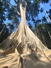 This 400-year-old tree is located in Uthai Thani Province, Thailand, on private property, but is open to the public for free.