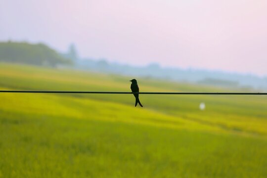 A black drongo birds perched on bare cable in a quiet rural area near Madurai, emphasizing minimalism and contrast