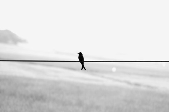 Minimalist monochrome scene of drongo bird resting on a cable in the Madurai countryside under an open sky