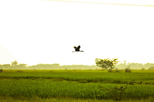 A Asian openbill stork bird flying gracefully over green farmlands near Madurai during golden sunrise, symbolizing freedom, nature, and rural tranquility