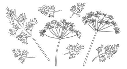Botanical line art illustration of dill herb sprigs and flowering umbels in a detailed black and white sketch style on white background.