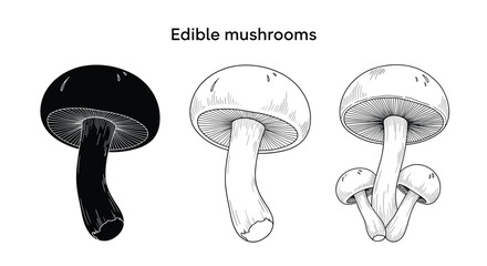 Collection of mushroom graphics showing a solid black silhouette, a simple line outline, and a detailed stippled drawing on white background.