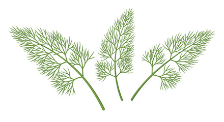 Sprigs of fresh green dill leaves arranged in a symmetrical pattern illustrating the delicate and feathery texture of this culinary herb.