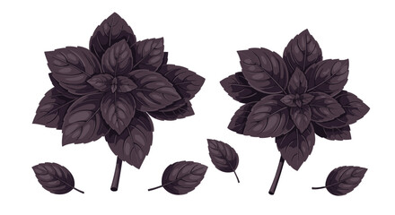 Rich purple basil plants and individual leaves showing detailed vein patterns and deep color for use as a culinary or garden graphic icon.