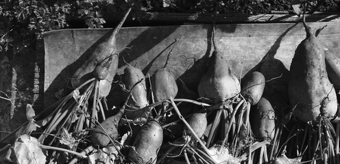 Beetroot Vegetables Organic Harvest Top View Black White Rustic