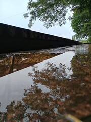 Rain puddle reflecting trees outdoors