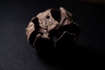 Organic Cupressus Sempervirens Woody Cones Isolated On Professional Dark Back