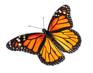 A vibrant monarch butterfly with striking orange and black wings, isolated on a black background