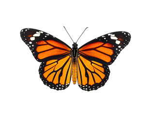 Close-up of a monarch butterfly against a black background, showing its intricate wing details