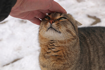 A man pets a cat. The cat looks at the man with loving eyes.