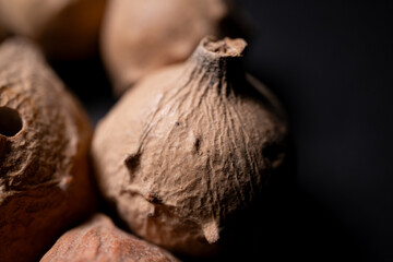 Quercus Infectoria Nutgalls Used In Traditional Medicine And Ink Pro