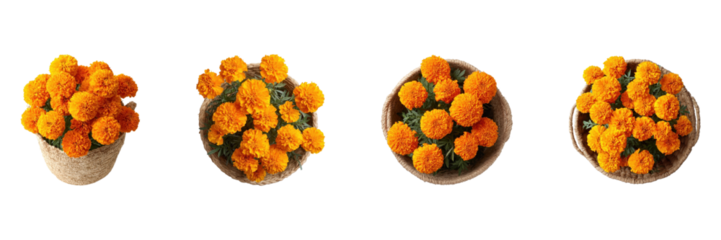 Marigold Flower Arrangements In Woven Baskets Set. Vibrant Floral Decor Collection Isolated On Transparent Background