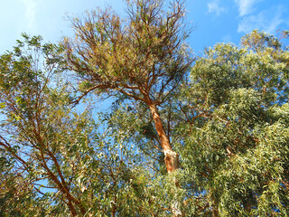 Common eucalyptus tree eucalyptus globulus