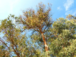 Common eucalyptus tree eucalyptus globulus