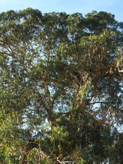 Common eucalyptus tree eucalyptus globulus