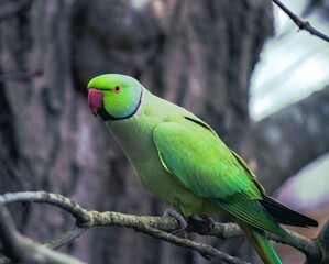 A stunning close-up of a vibrant green Rose-ringed Parakeet perched on a tree branch. Perfect for...