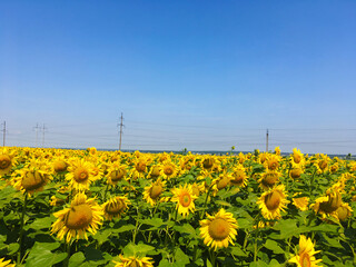 sunflowers in the field