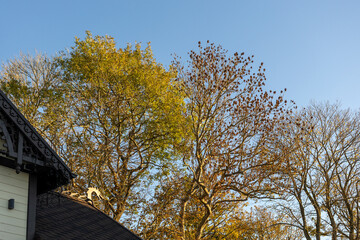 Bare and partially leafed autumn trees against clear blue sky with house roof in corner.