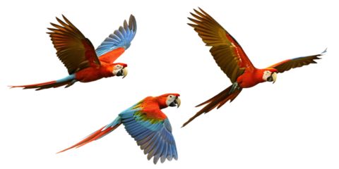 Three Scarlet Macaws Flying isolated on a transparent background.PNG