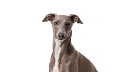 Portrait of a Beautiful Italian Greyhound Dog