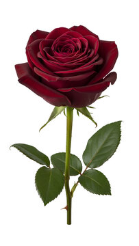 Single stem black baccara rose flower with green leaves PNG. Deep red blooming beauty. Dark burgundy symbol of passion for romantic gift isolated