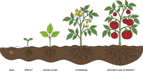 Tomato plant life cycle stages illustration from seed and sprout to flowering and mature harvest for gardening farming and agricultural education