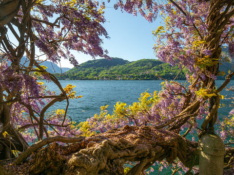 Wisteria Italy Images  Browse 1,998 Stock Photos, Vectors, and Video |  Adobe Stock