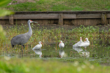 sandhill crane stands in a beautiful pond in Pasco County, Tampa Bay, Florida, surrounded by graceful white egrets wading nearby