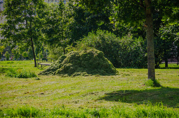 mown green grass collected in a pile on the lawn