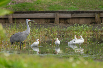 sandhill crane stands in a beautiful pond in Pasco County, Tampa Bay, Florida, surrounded by graceful white egrets wading nearby
