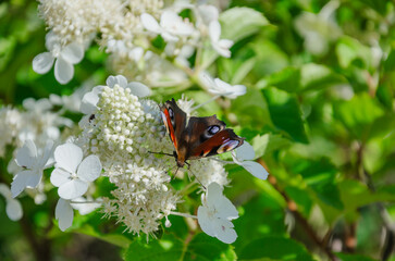 A beautiful butterfly sits on a large-leaved hydrangea in the garden