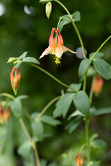 Columbine