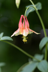 Columbine