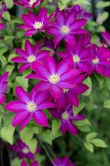 Clematis