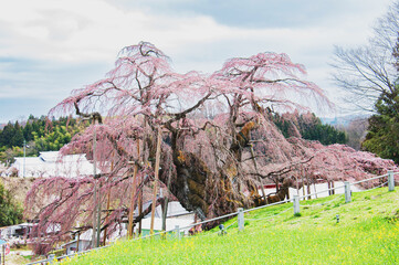mais de mil anos de vida, de pura energia e vigor carregado de bot&otilde;es florais, pronto para florir e alegrar a vida da natureza com seus galhos de mais de vinte metros de comprimento
