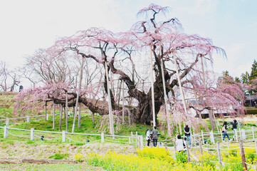 mais de mil anos de vida, de pura energia e vigor cheios de bot&otilde;es florais pronto para abrir e alegrar a vida da natureza.