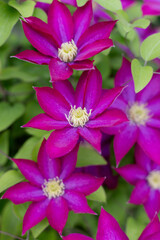 Clematis