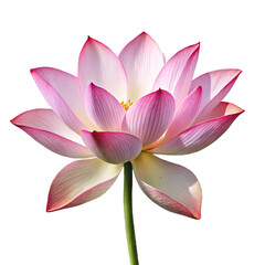 Fototapeta premium Pink lotus flower with delicate petals and green stem isolated on white background symbolizing purity and enlightenment for wellness and spa concepts