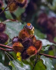 A small bird is preying on a fat spider atop a cluster of annatto fruits