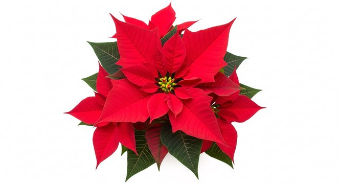 Vibrant red poinsettia flower isolated on white background festive holiday plant