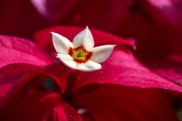 Beautiful Small Flower Blooming In The Garden
