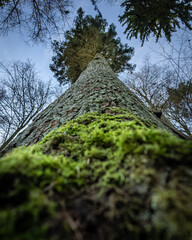 Majestic evergreen tree viewed from below with moss-covered trunk in forest setting