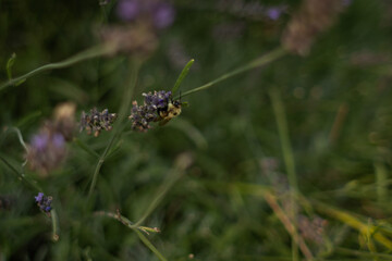 Bee on Lavender