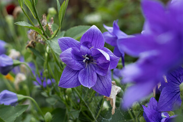 Balloon Flower