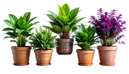 Diverse potted plants with various leaf shapes and colors arranged against a black backdrop