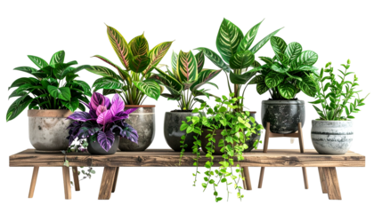 Assortment of potted houseplants arranged on a rustic wooden shelf, isolated