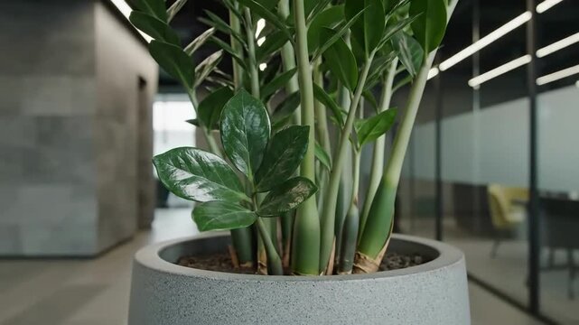 Zenzi Plant Flourishing Adds Tranquility And Serenity In Modern Office Environment Video