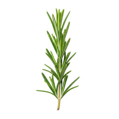 Obraz premium Vibrant green fresh rosemary sprig with intricate needle-like leaves, macro close-up, against transparent studio background with copy space. Pristine culinary herb concept