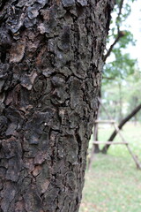 Fototapeta premium Close-up texture of dark, rough tree bark with a blurred park background