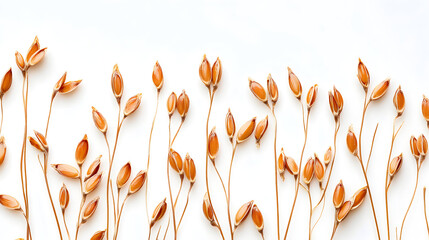 Dried botanical stems with seed pods on white background, natural minimalist design